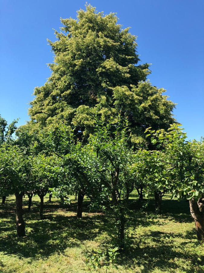 Czytelnia W Sadzie Villa Krzykawka Dış mekan fotoğraf