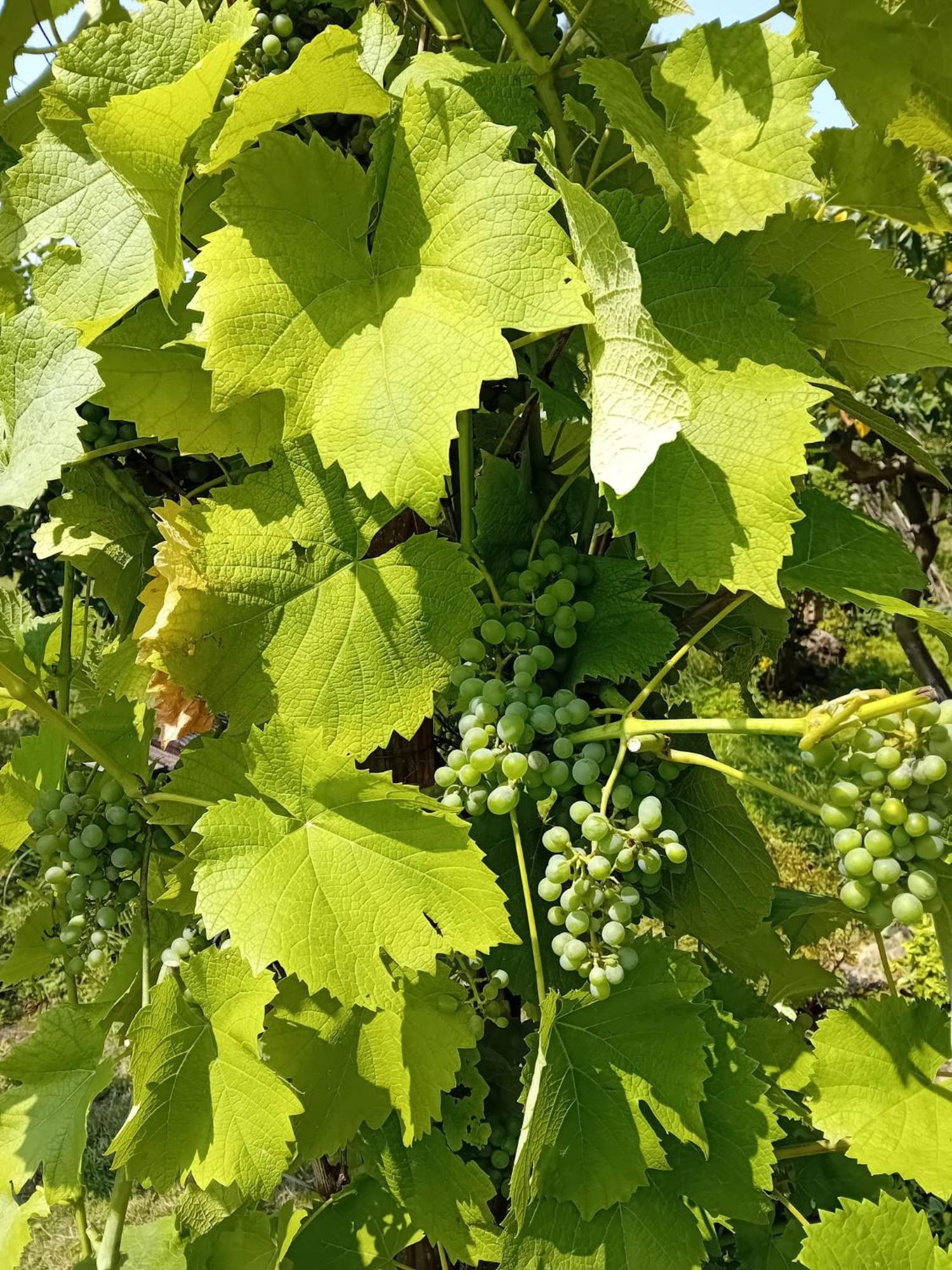 Czytelnia W Sadzie Villa Krzykawka Dış mekan fotoğraf
